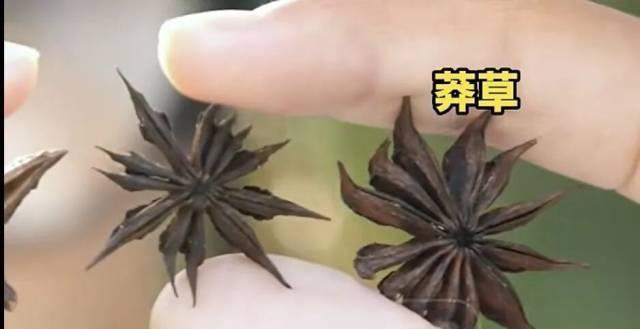 发现八角有13个角马上扔掉 警惕莽草混入