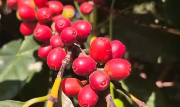 云南咖啡何以从“红果”走向“红火”？