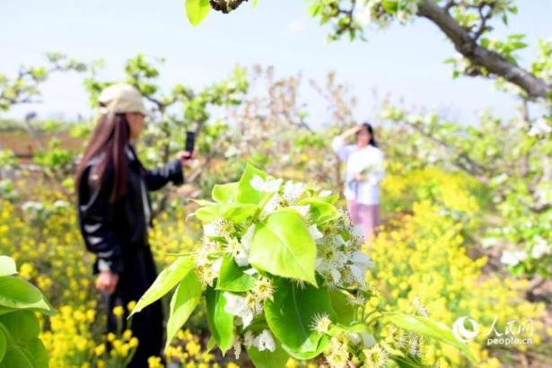 河南社旗：春风拂沃野 繁花满田园