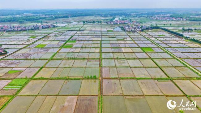 江西上高：连片农田如同“调色盘”