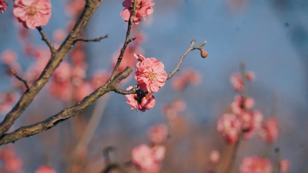 梅花报春来丨立春带你看荆楚禅院梅花烂漫