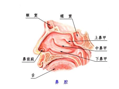 北京哪家医院看鼻窦炎好