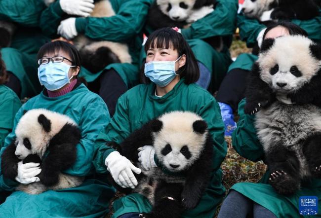 熊猫宝宝集体亮相贺新春